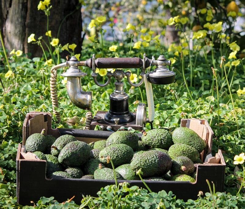 Økologiske Hass Avokado