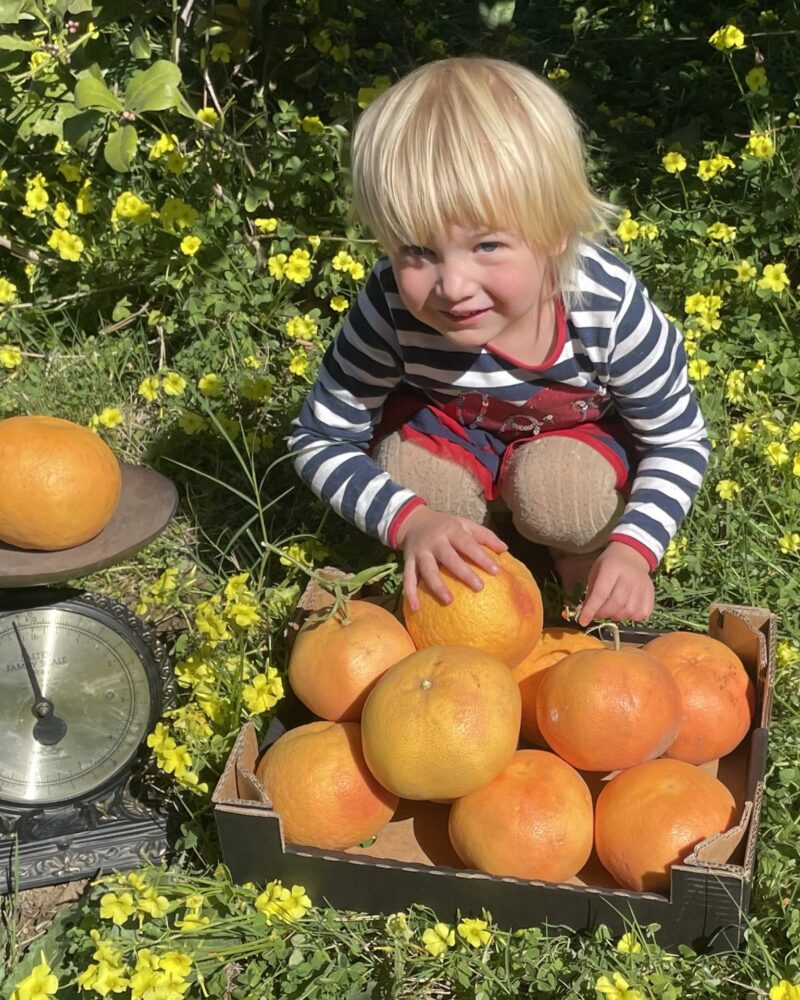 Økologiske Grapefrugter