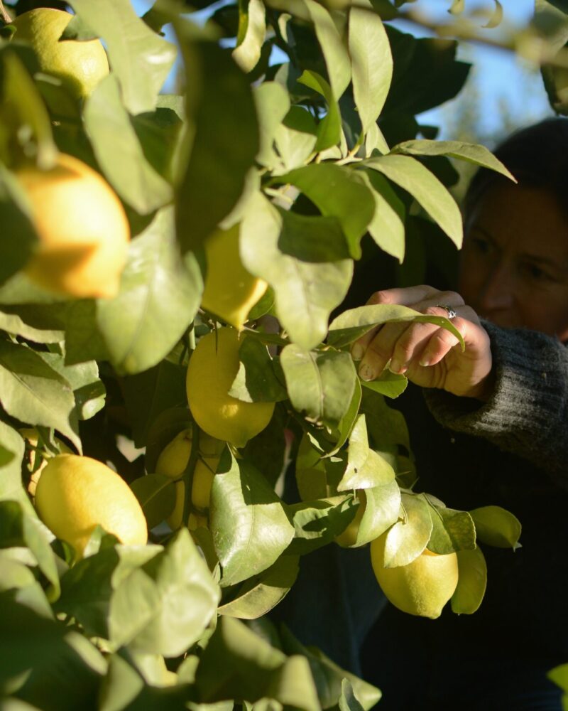 Økologiske Citroner