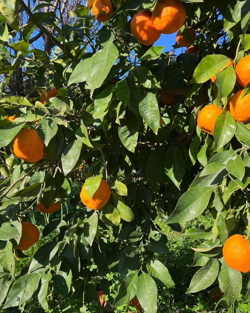 2.5 kg Økologiske Pomerans