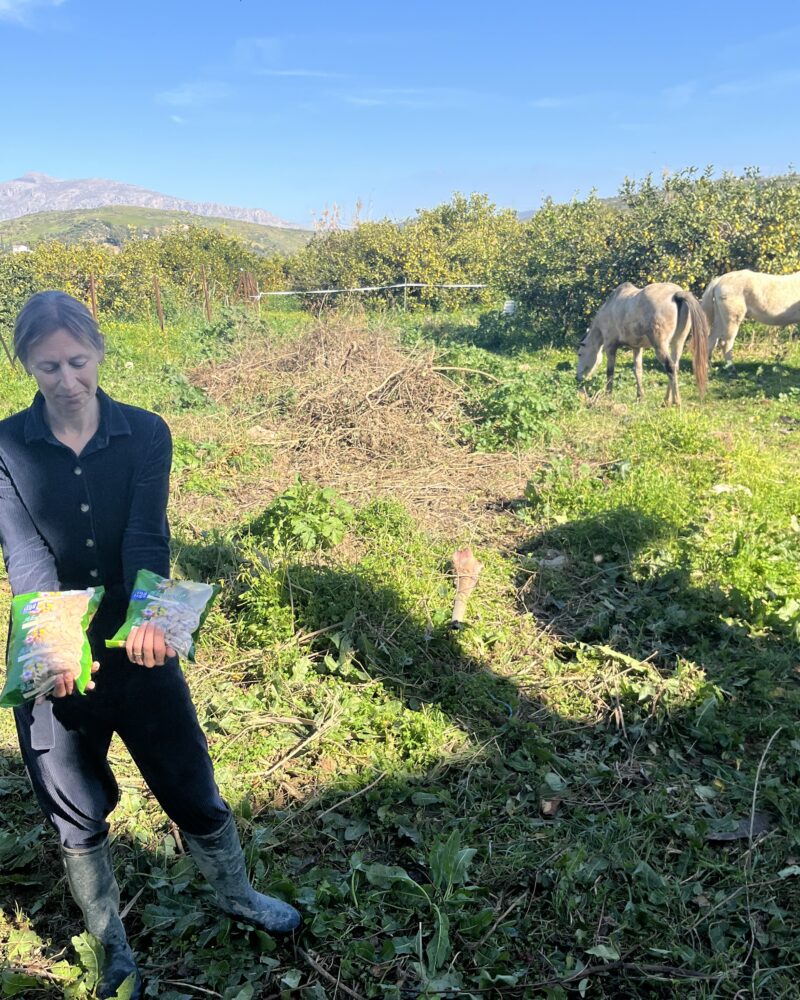 Saltede ristede mandler