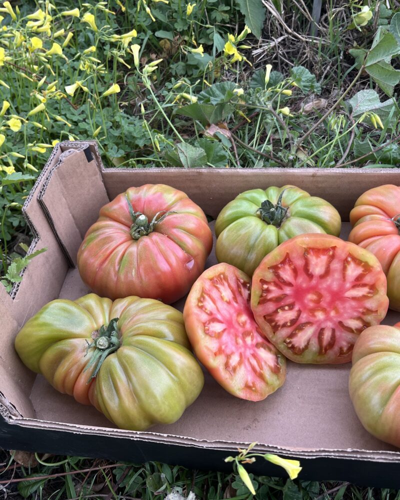 3kg Spanske Bøftomater