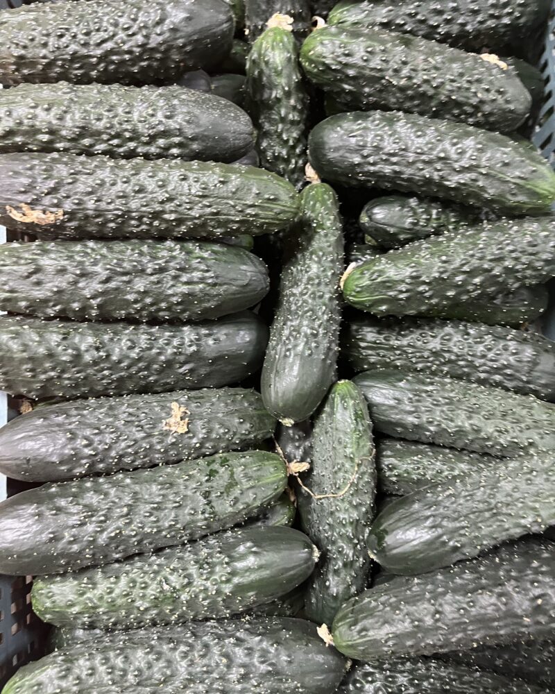 3 kg sprøde spanske agurker