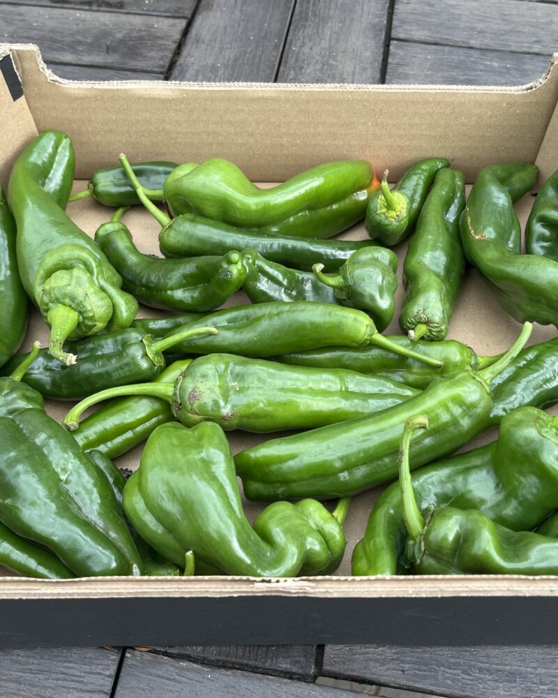 2 kg Friske spanske padron peber