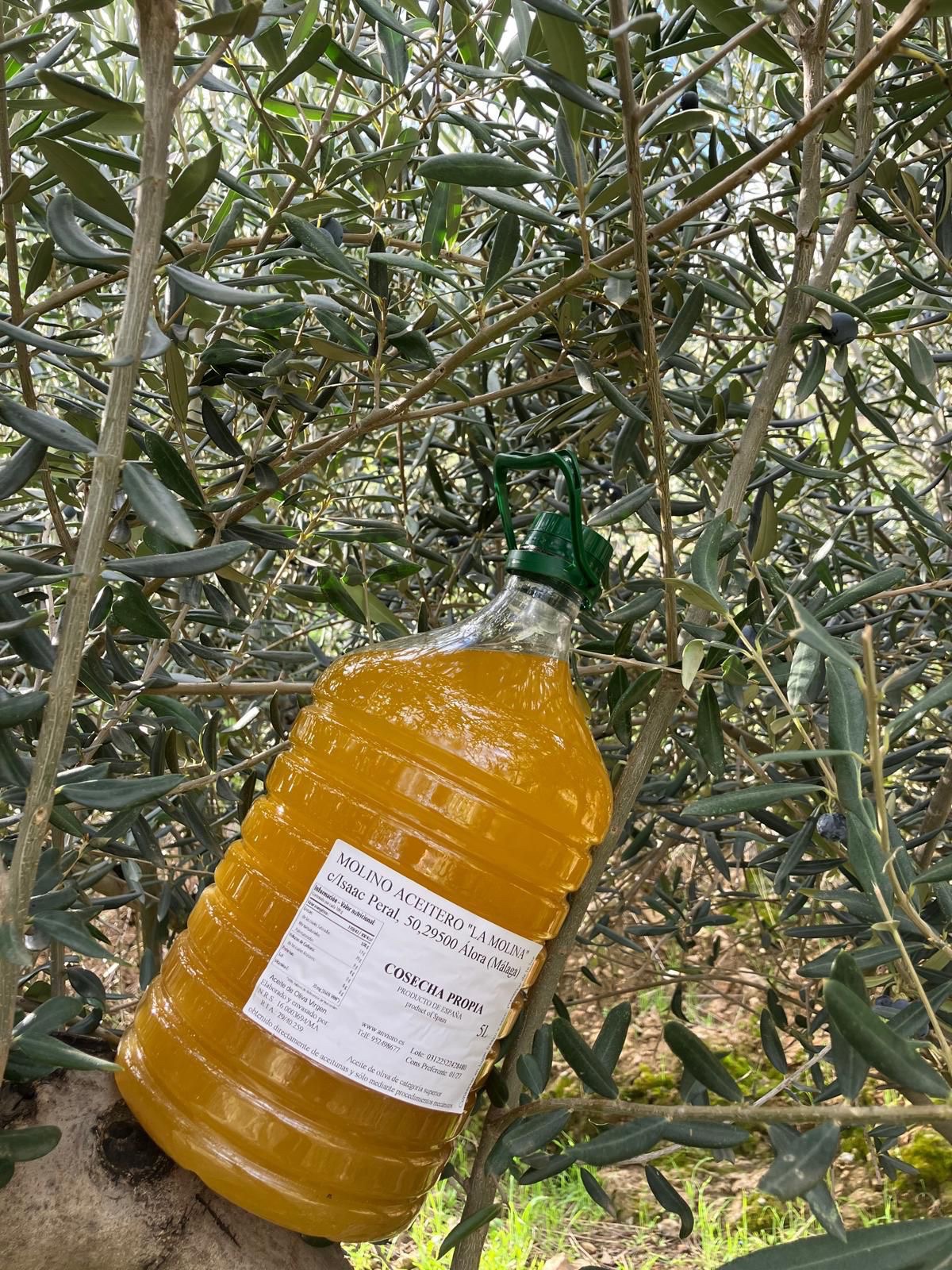 5 L friskpresset oliven olie