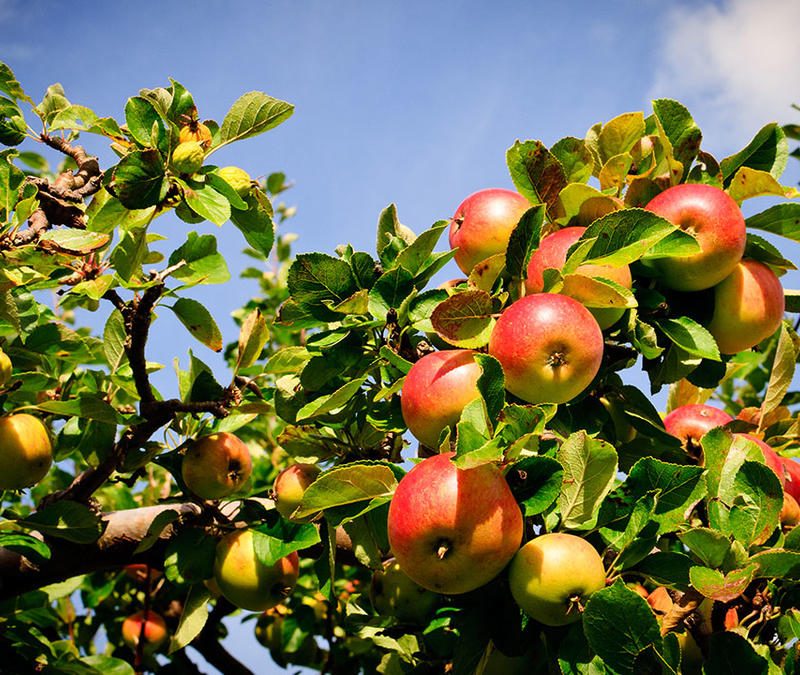 3 kg øko spanske æbler